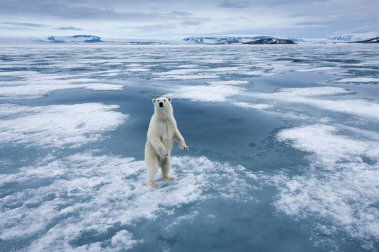 Polar Bear, Nordaustlandet, Svalbard, Norway